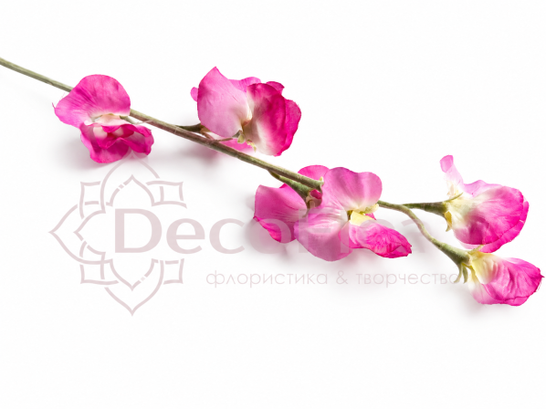 Чина душистая 64см фуксия